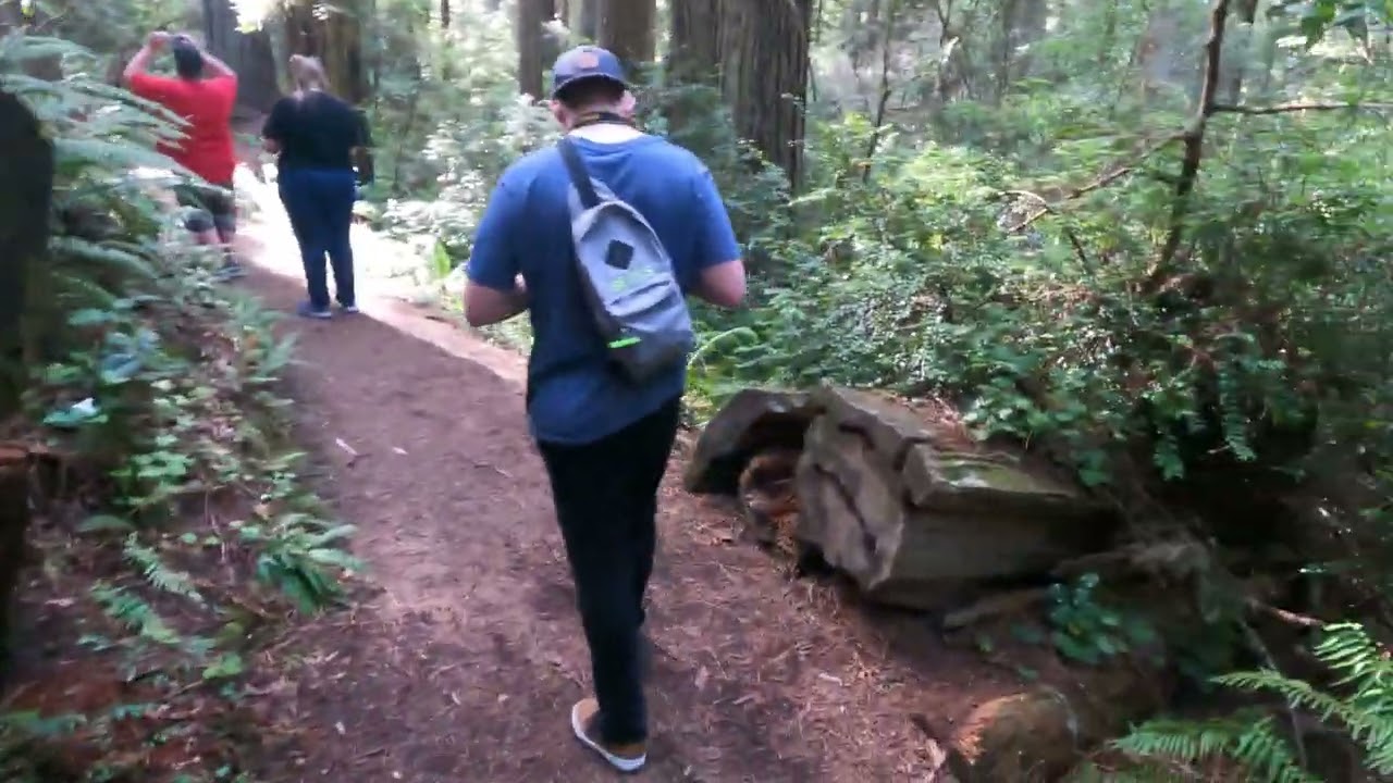 The Lady Bird Johnson Grove Trail in Redwood National Park