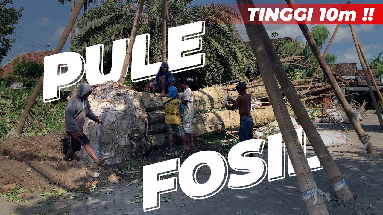 BEGINI PROSES MUAT POHON PULE FOSIL RAKSASA KEDALAM TRUK FUSO | AGRO SEJAHTERA