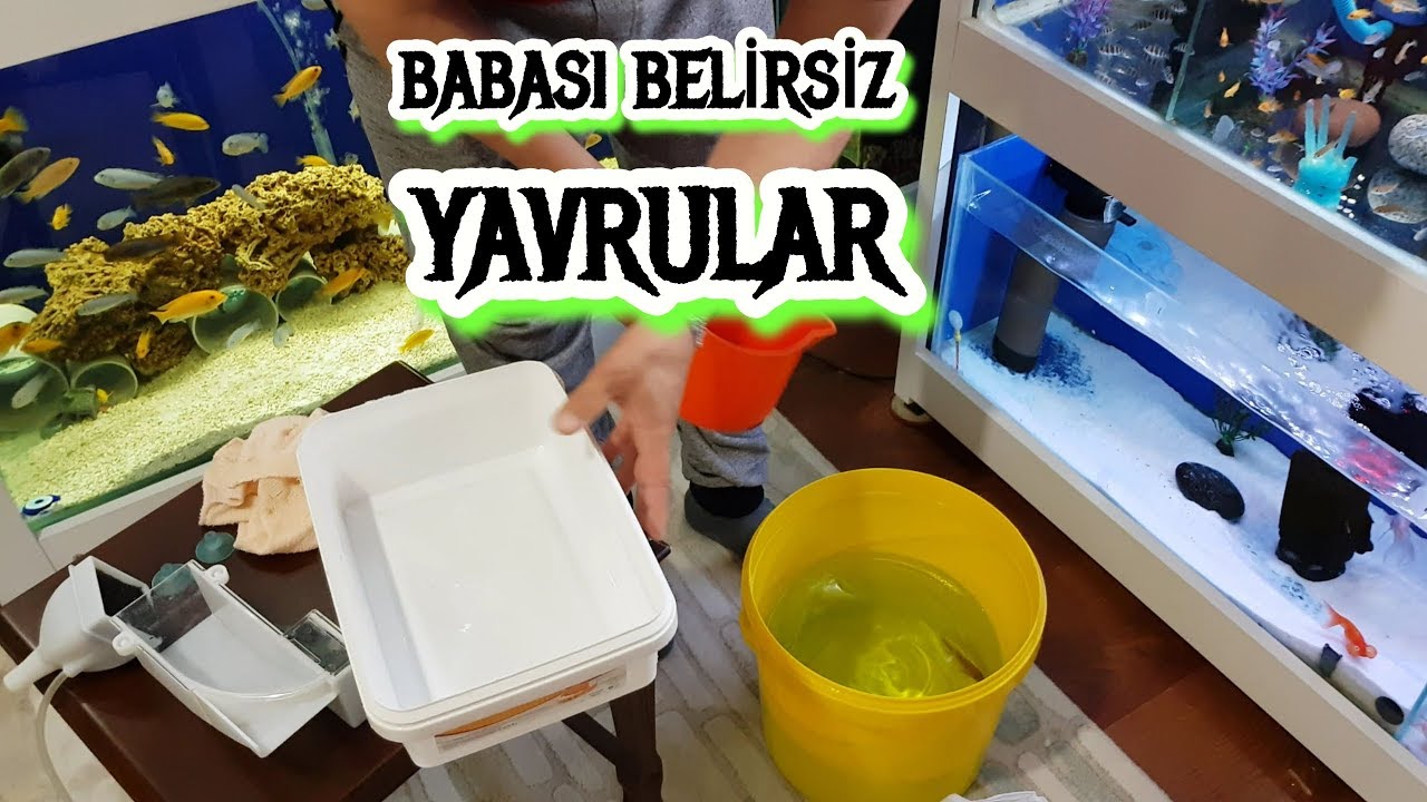 ERKEĞİ OLMAYAN CİKLET BALIKLARINDAN YAVRU ALIYORUZ, akvaryum balıkları, ciklet üretimhane