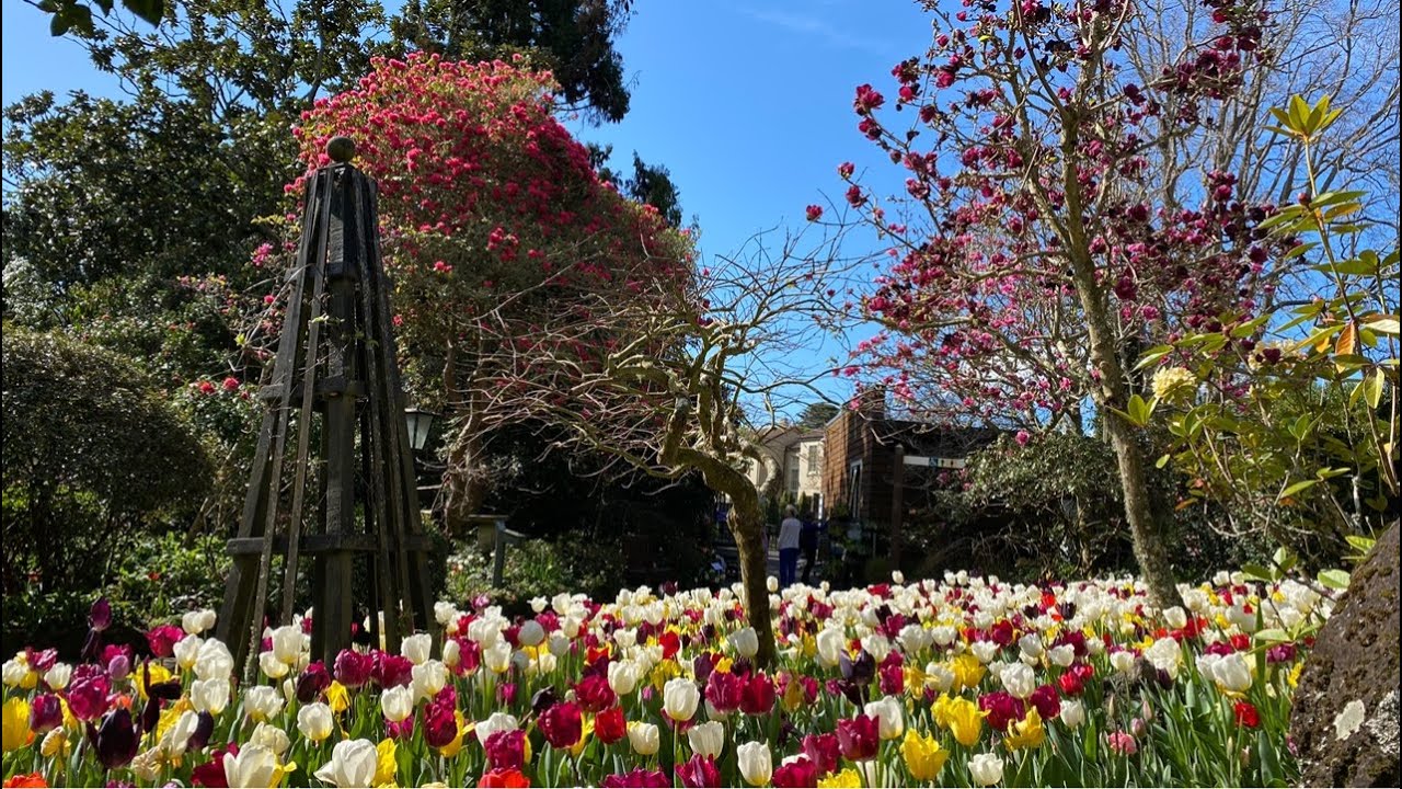 The Tulip Festival🌷Spring in Eden Garden 🇳🇿