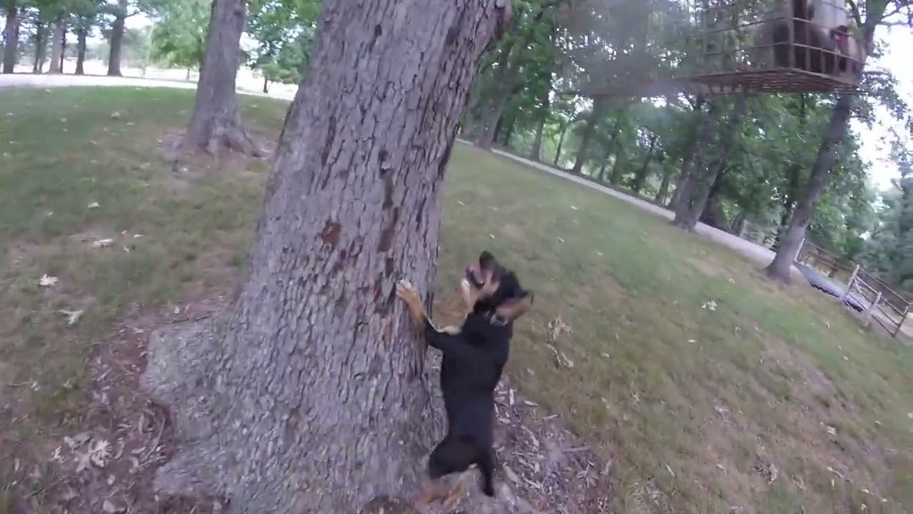 New Squirrel Dog- Feist tree training