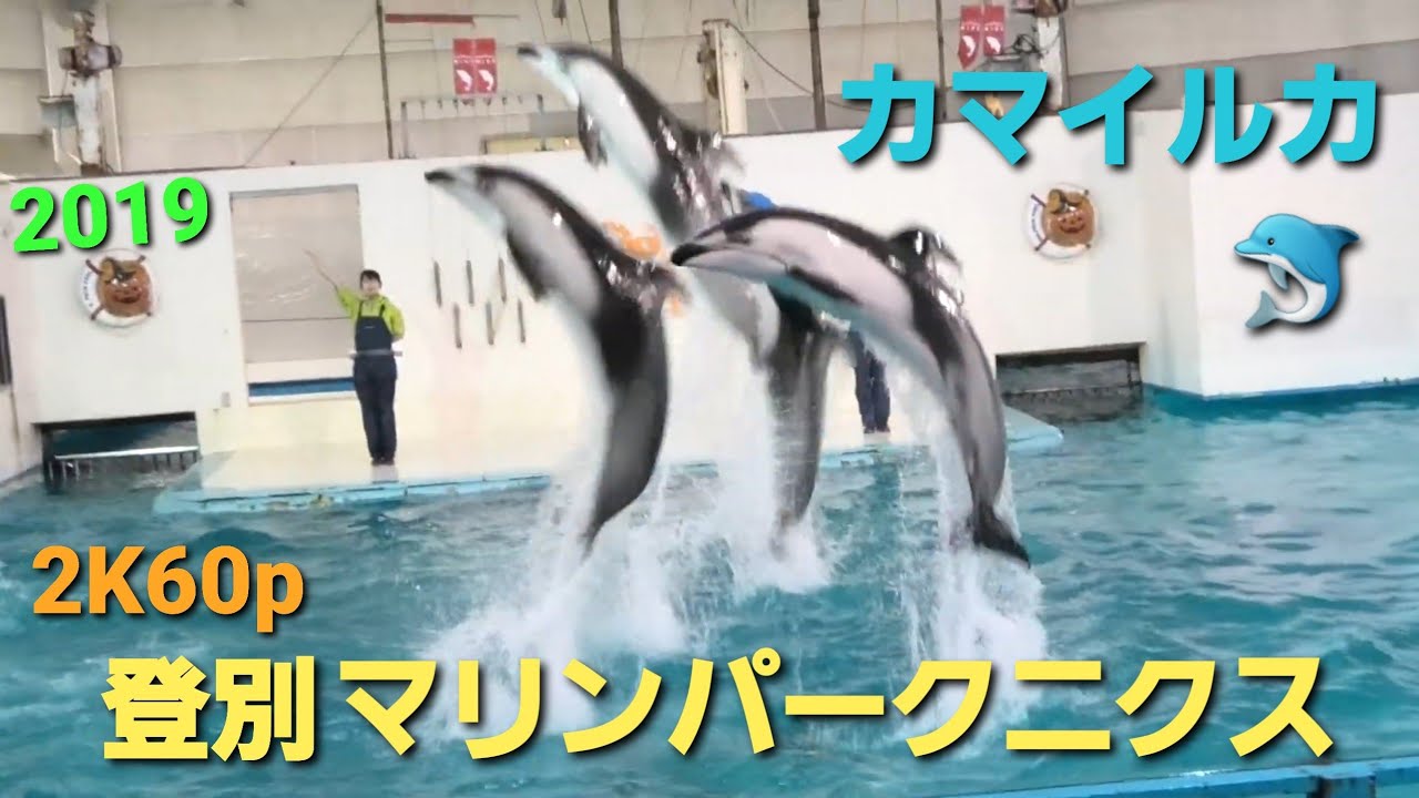 【北海道唯一】イルカショー(カマイルカ 体長2m前後) 【登別マリンパークニクス】 2019/10/20　Panasonicデジタル4KビデオカメラWXF1M撮影映像