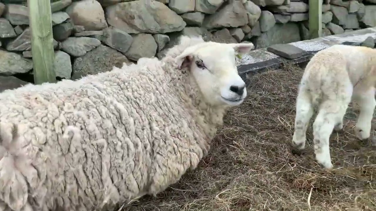 Fair Isle Postcard #12- Lambing 2022 (so far)