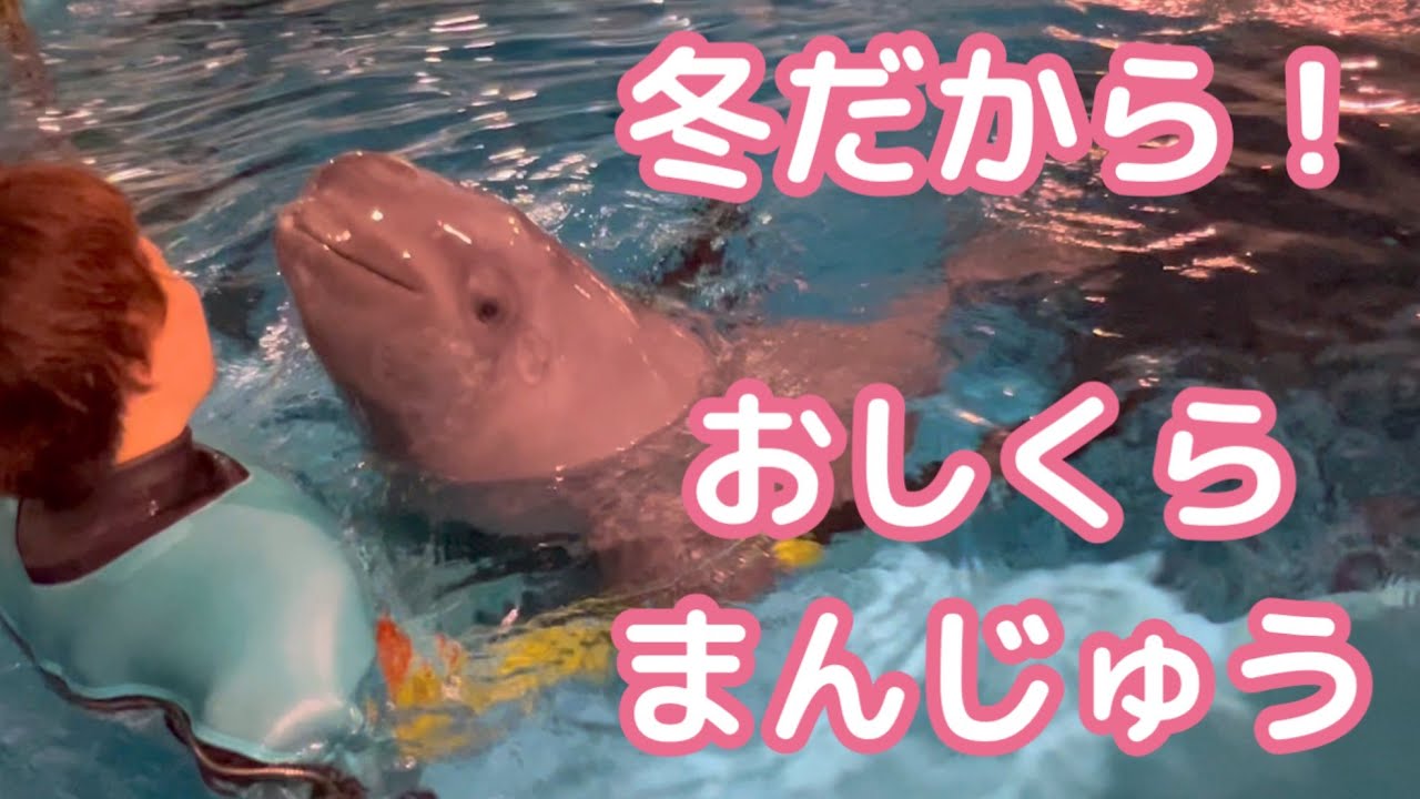 【シロイルカ生後5か月】いたずら大好きアンナ子と押しまくりアリ子は冬も元気いっぱい【しまね海洋館アクアス】