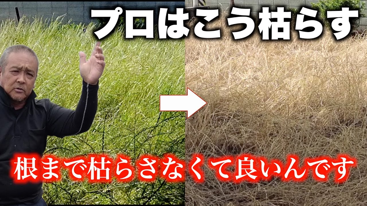 【除草剤/雑草/草刈り】生長点だけ枯らせば草は枯れます