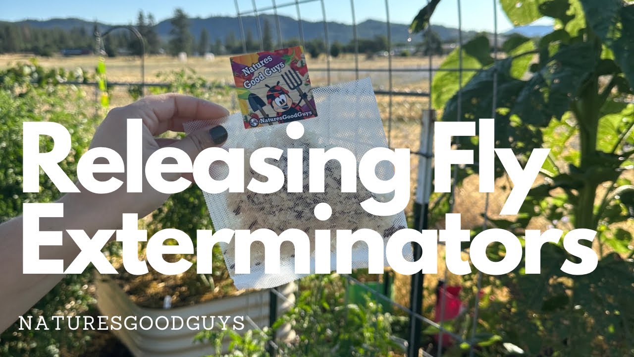 Get rid of flies with this easy method!