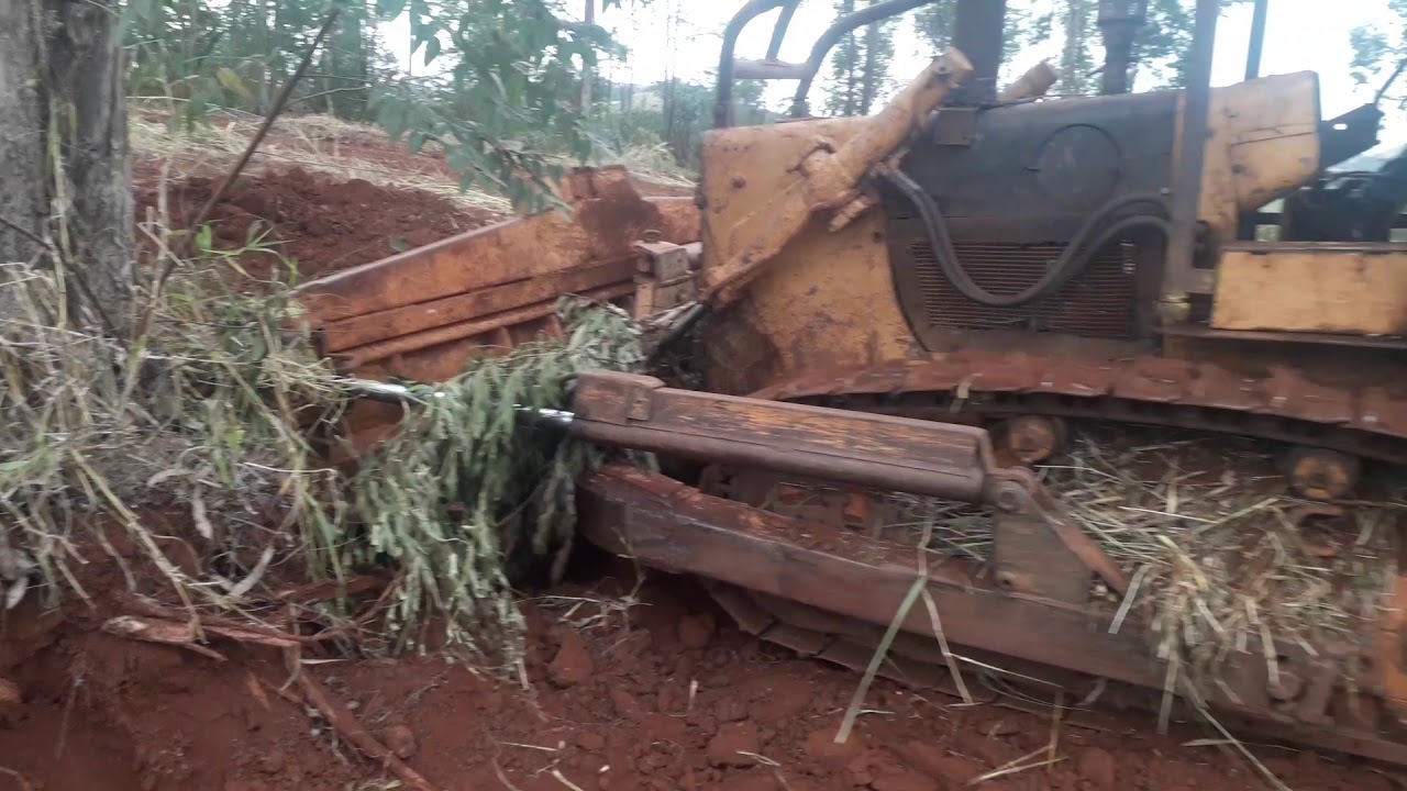 Mf400 arrancando eucalipto