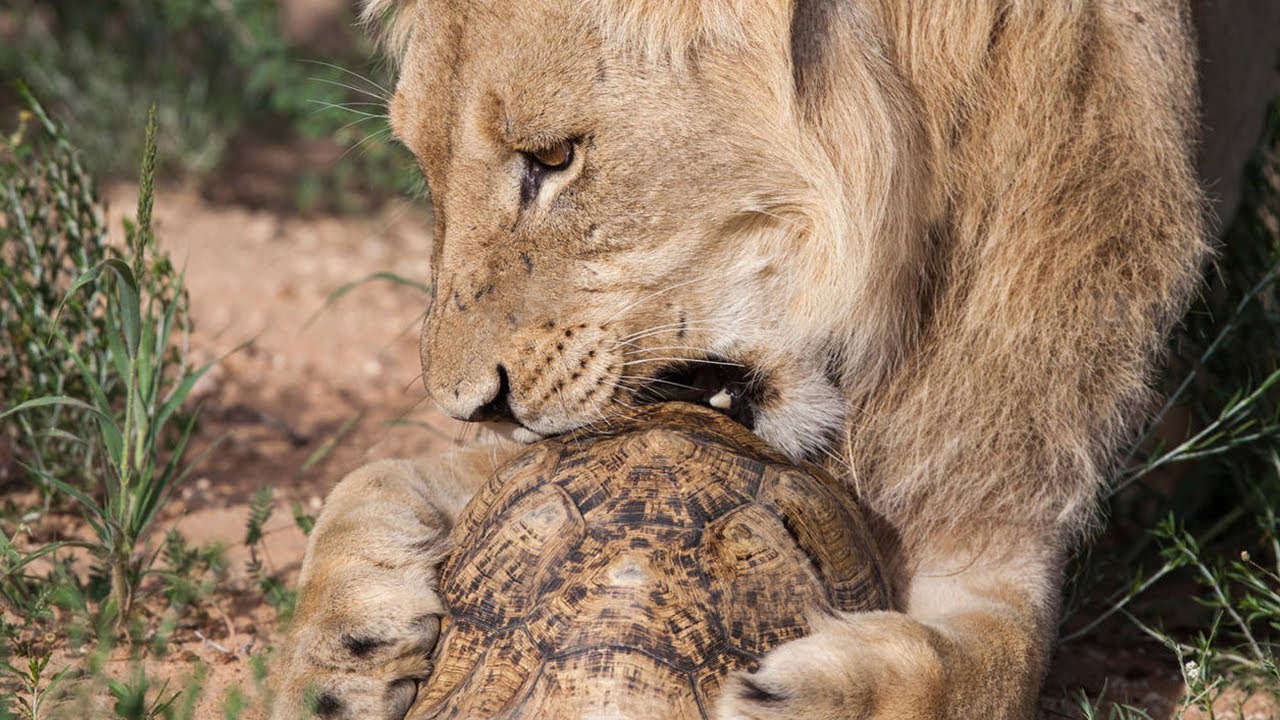 Lion try to eat a Tortoise