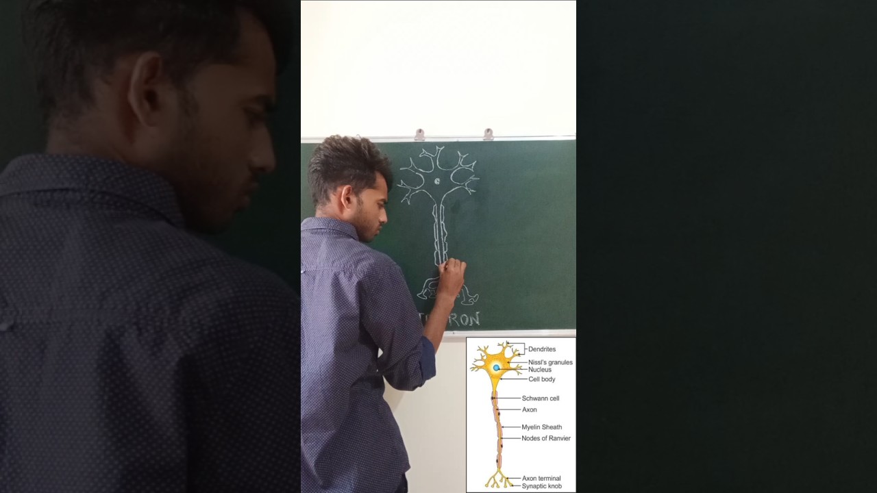 "Neuron Structure and Function: A Visual Guide"