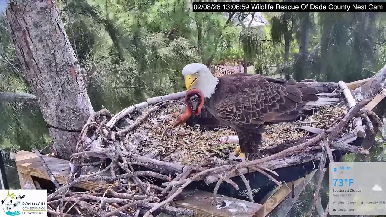 Dade County Eagle: Ron delivered a eel -- 2026 02 08