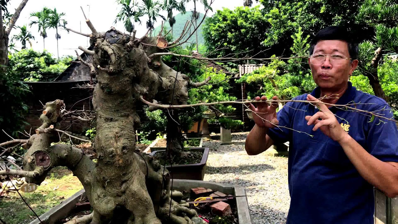 PHẦN 3 - PHƯƠNG PHÁP TẠO TÁC CÂY CẢNH NGHỆ THUẬT TỪ PHÔI