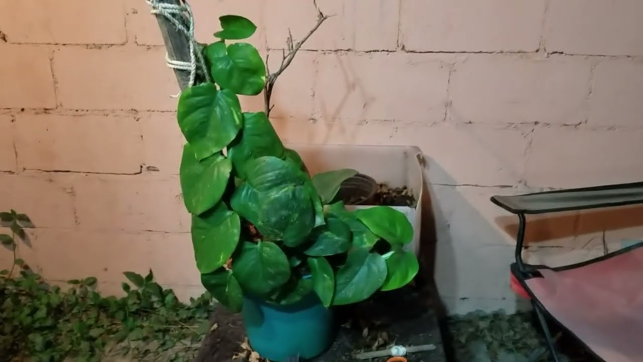 El POTHOS no trepa porque quiera alcanzar el CIELO, sino porque recuerda que ahí HAY LUZ.