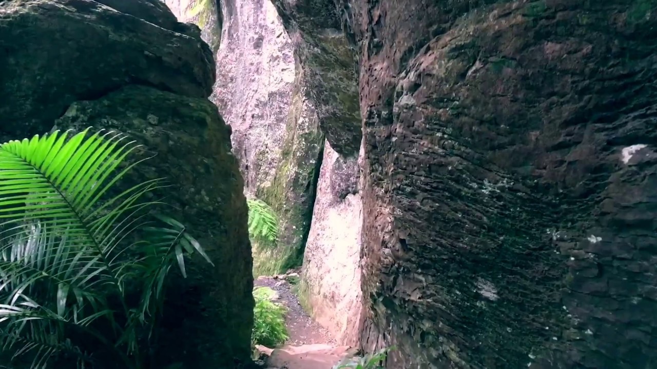 Walking Springbrook's Warrie Circuit