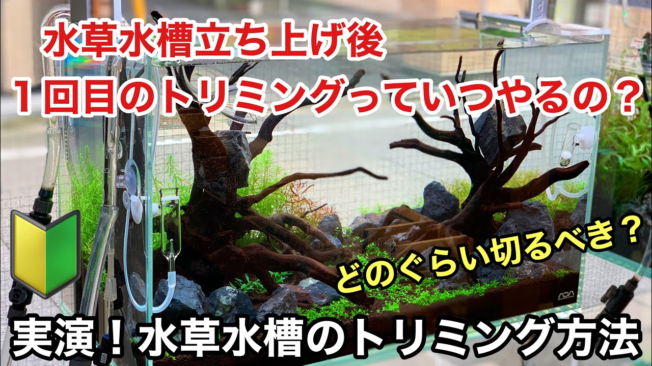水草水槽立ち上げ後、１回目のトリミング方法「水槽セット後、いつ？どのぐらい切るのか？についてトリミング実演」ＡＤＡネイチャーアクアリウム立ち上げ初心者、水草の切り方、植え方、育て方、水草レイアウト水槽