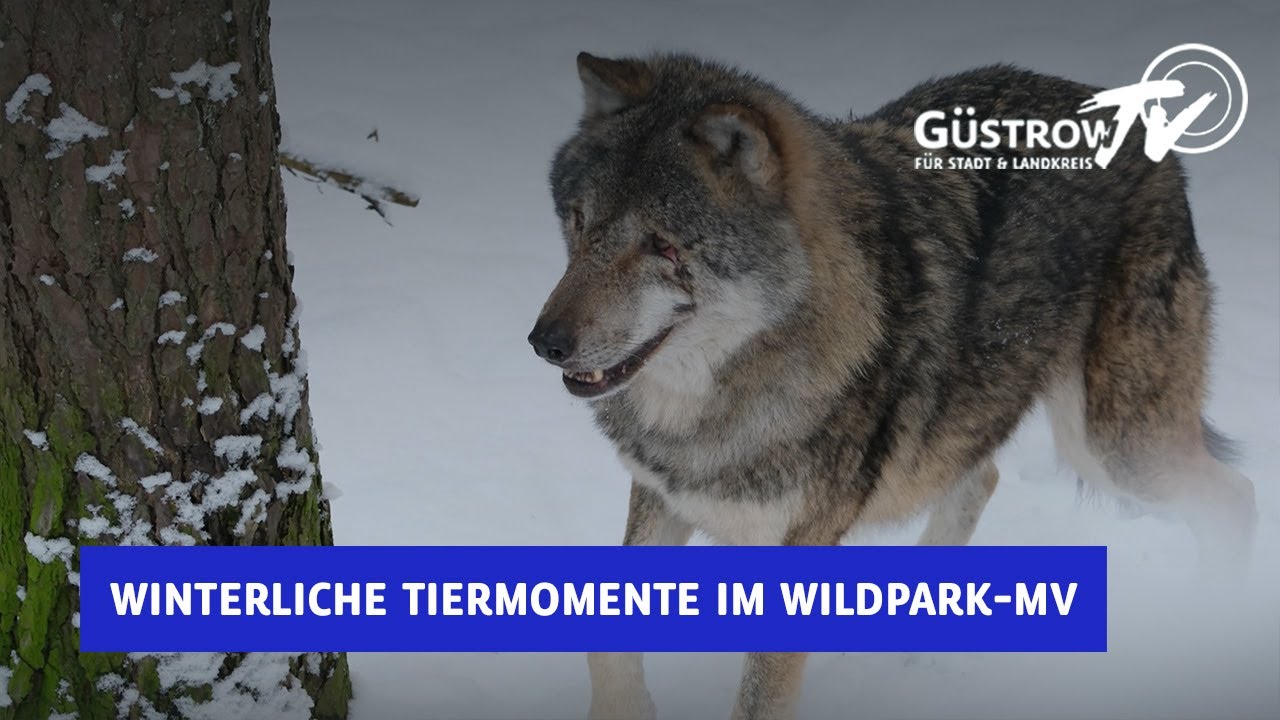 Winterliche Tiermomente im Wildpark-MV
