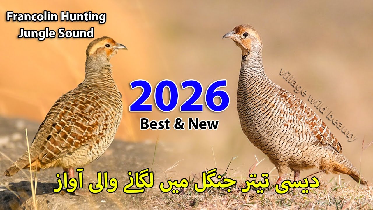 Jungle Francolin Hunting | 2026 New and Best Desi Teetar Shikir Awaz | Partridge Female Hunting