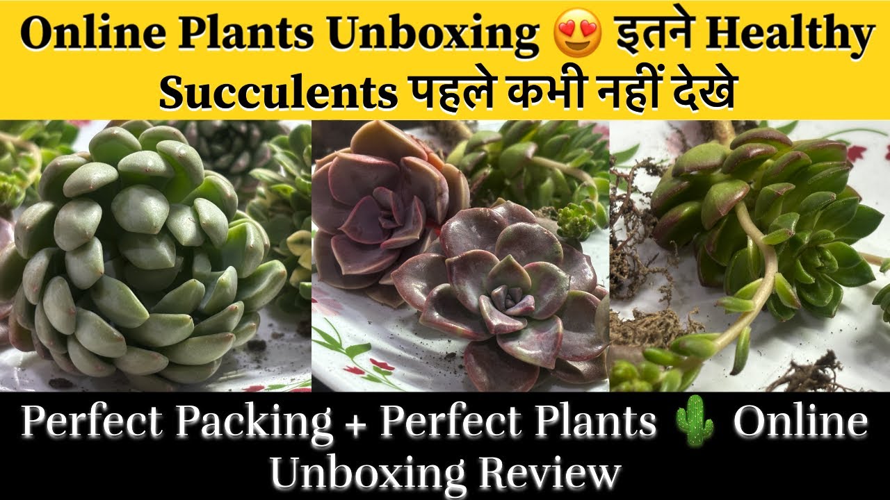 Aeonium, Sedeveria & Ruby Echeveria Unboxing 🌿 ऑनलाइन मंगाए गए Succulents की Unboxing और Review