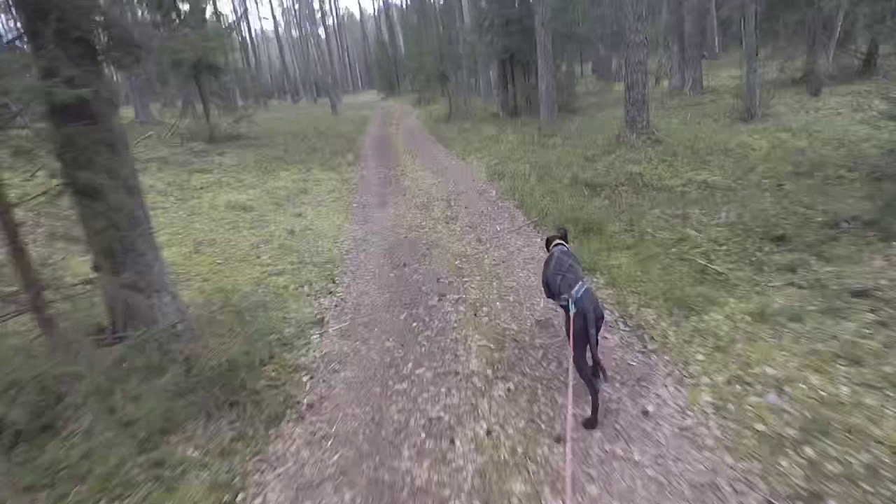 Bikejoring training with 10,5month old eurohound