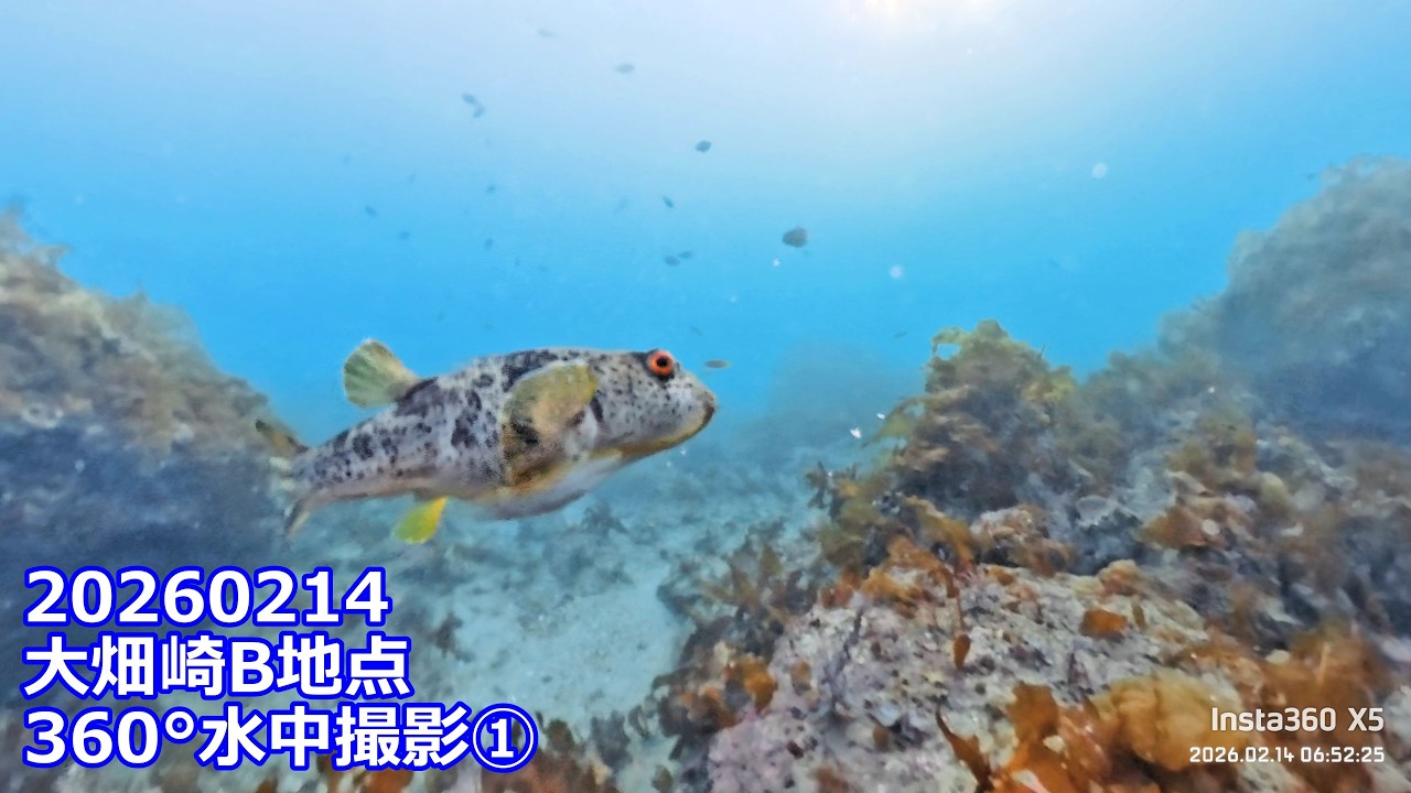 20260214X5①大畑崎B地点360°水中撮影(06:32:57～07:51:45)チャプター付き