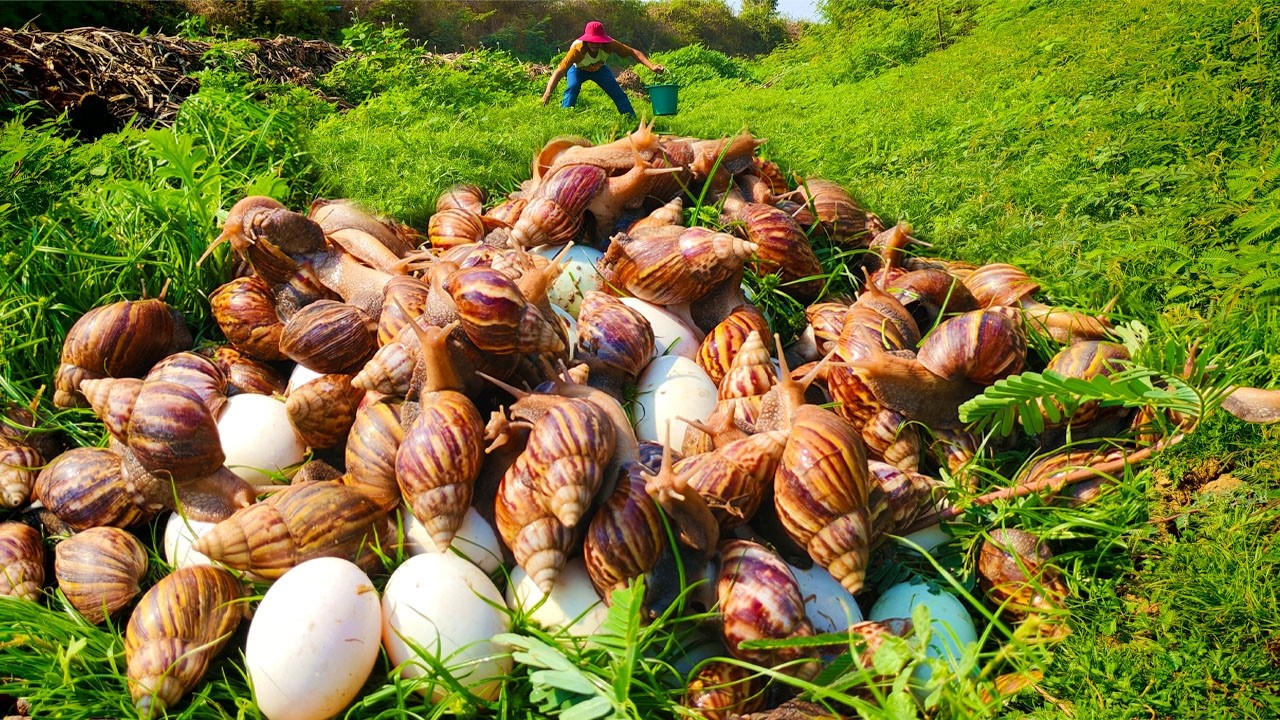 amazing harvest duck eggs & snails a lot at field near village by hand