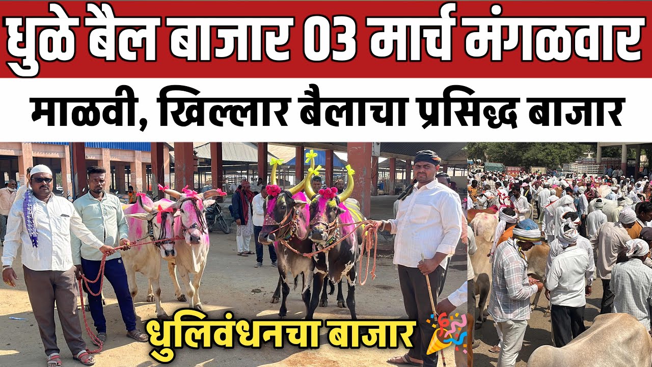 धुळे बैल बाजार 🛑 03 मार्च मंगळवार | 40 हजार ते 70 हजार किंमतीचे बैल पाहा 