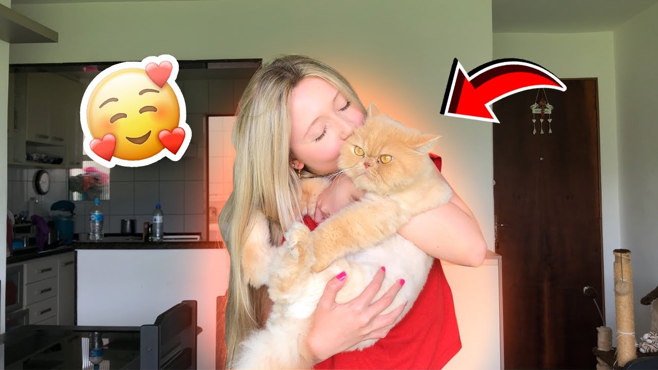 24 HORAS AGRADANDO MEU GATO