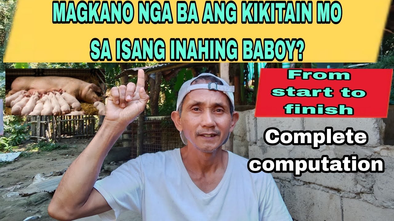 Magkano nga ba ang kikitain sa isang inahin na na baboy | May kikitain ba o wala