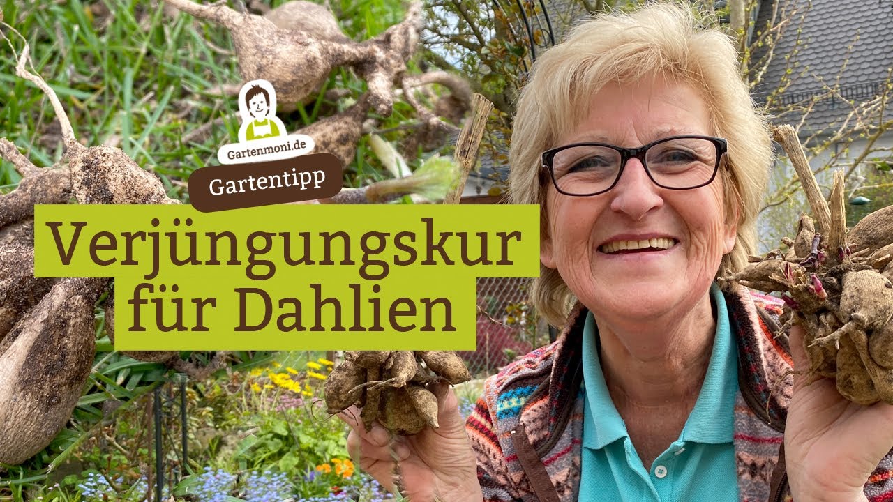 Verjüngungskur für Dahlien - Dahlien-Knollen teilen, Pflanze verjüngen und verkleinern