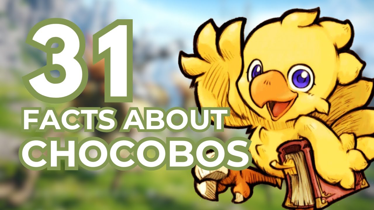 31 Facts About Chocobos!