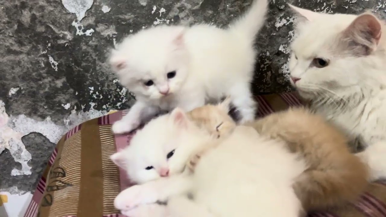 Chitu lal ko dekho kitna pyara haii❤️