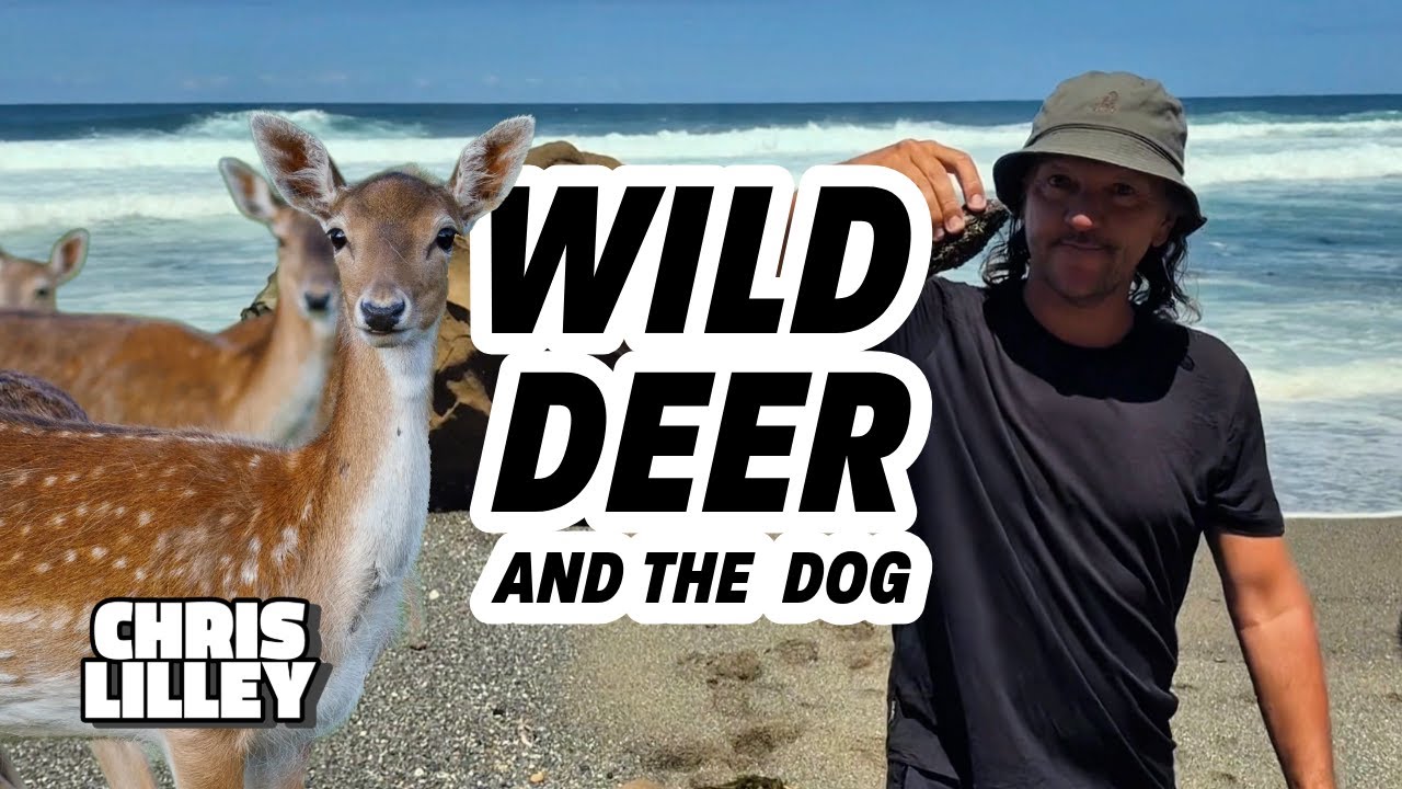 Wild Deer And The Dog