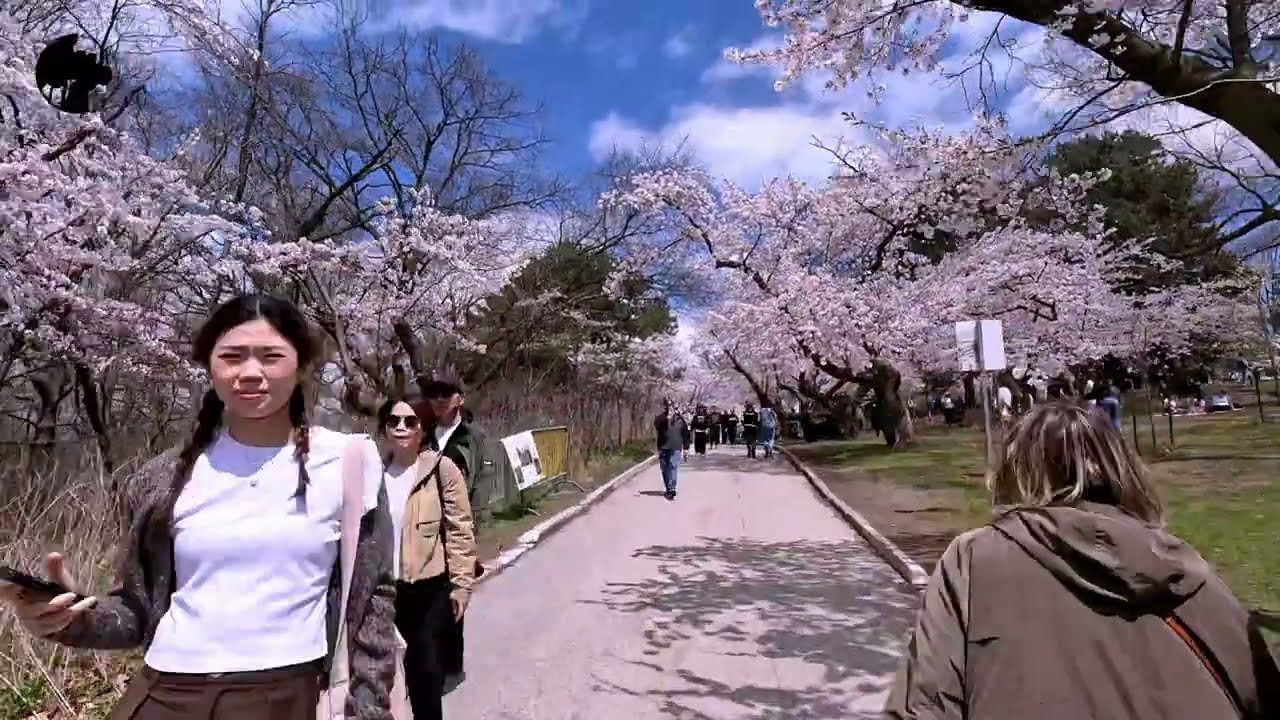 Toronto 🇨🇦 4k 2025 | Cherry Blossoms 🌸🌸🌸🌸 | Walking at the High Park | @Rubin.D