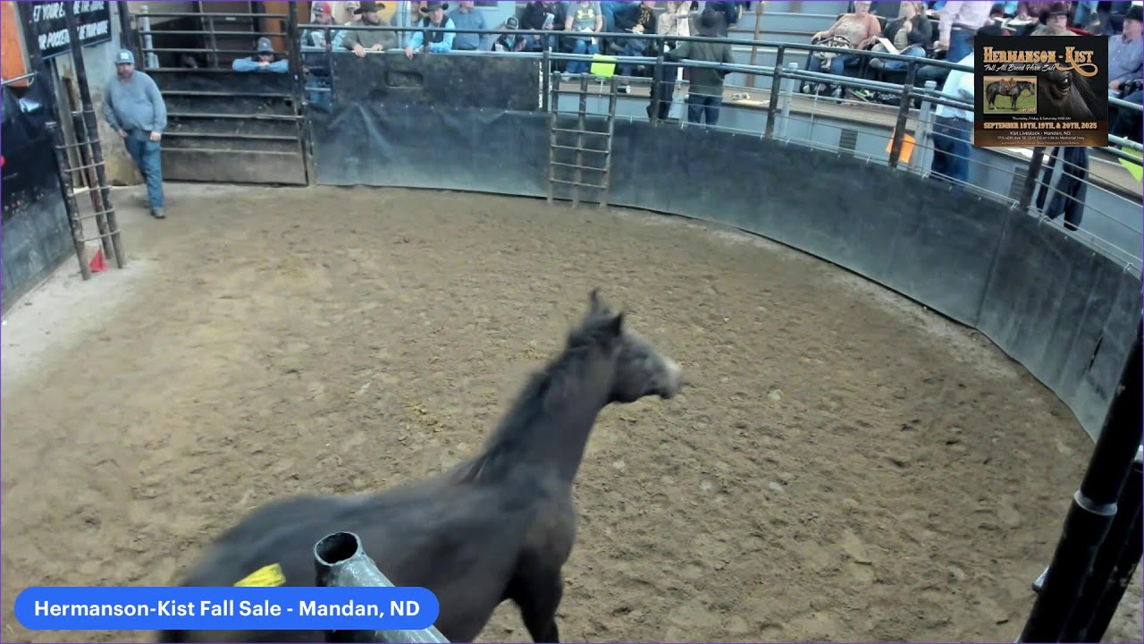 Hermanson-Kist Fall Horse Sale - Mandan, ND