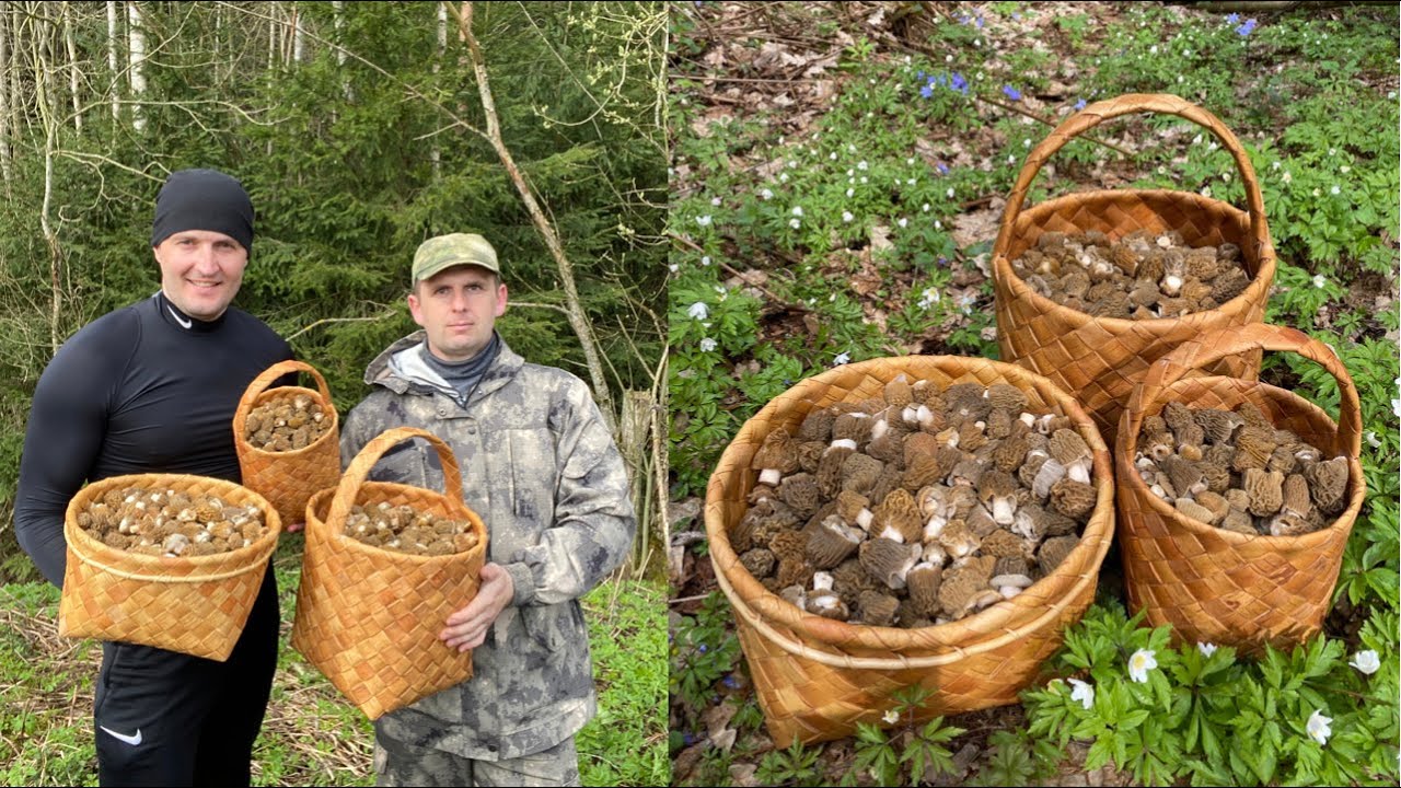 МЕГА СБОР СМОРЧКОВОЙ ШАПОЧКИ В БЕЛАРУСИ 2021! (Verpa bohemica, Morchellaceae)