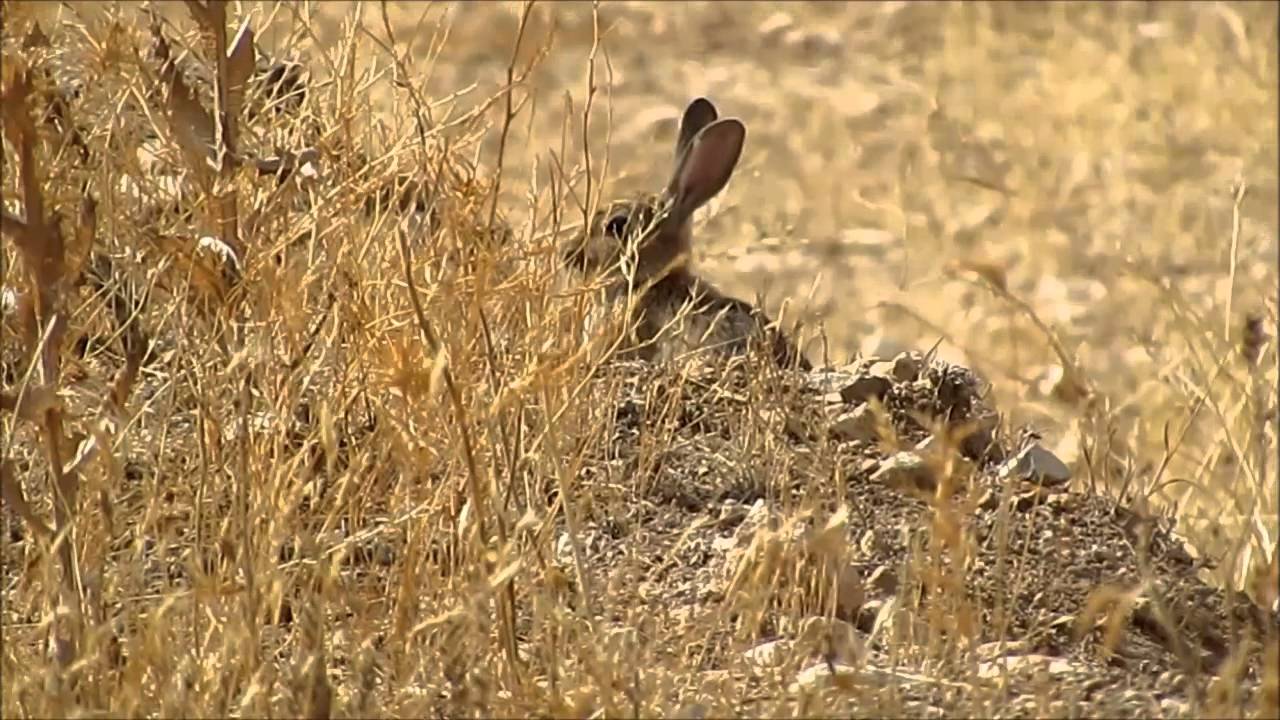 Conejo de campo en la carretera de La Guardia - Lillo (Toledo)
