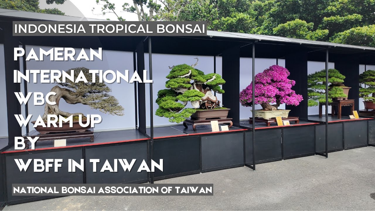 Bonsai Bonsai Super di Pameran Internasional WBFF di kota Changhua , Taiwan
