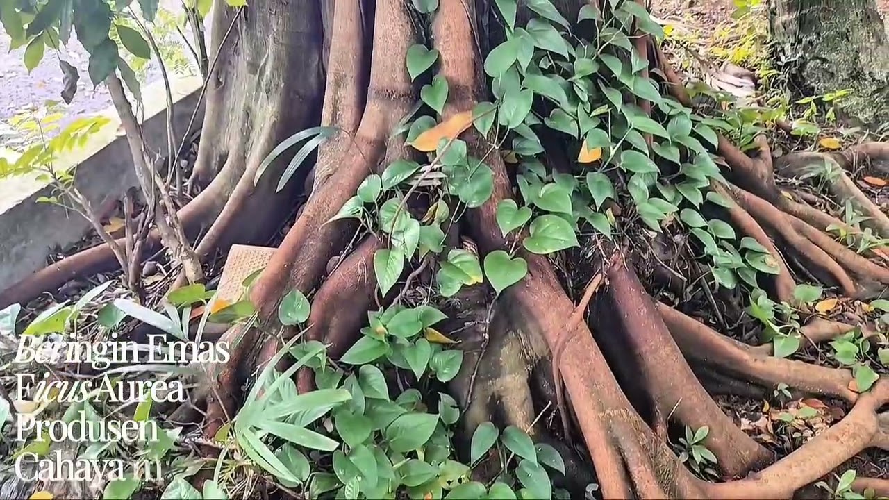 Praktikum Ekologi Ekosistem Daratan di Hutan Kota - Kelompok 6