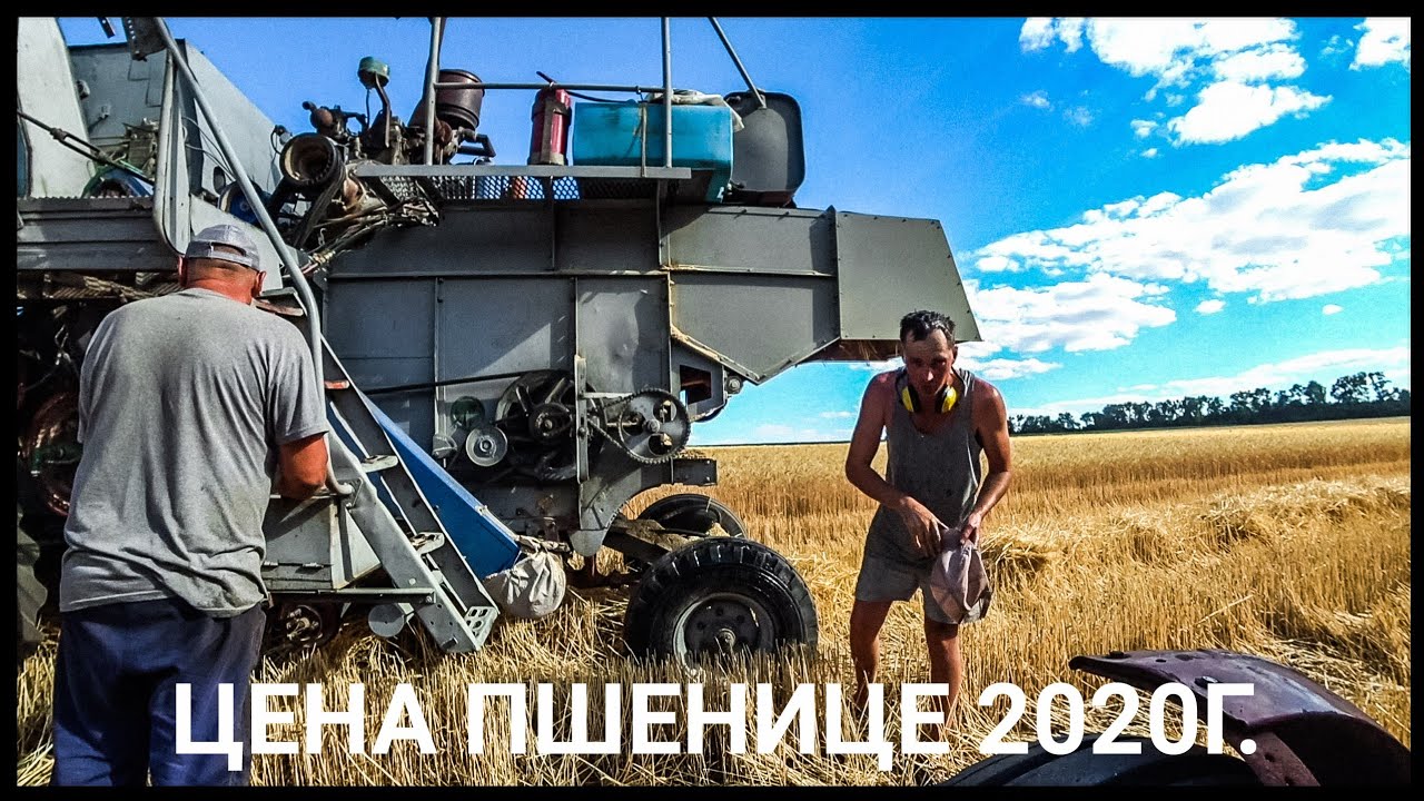 Цена пшенице для одноосибныков. Уборка пшеницы 2020! Нива СК-5 - нервоядная Хищница