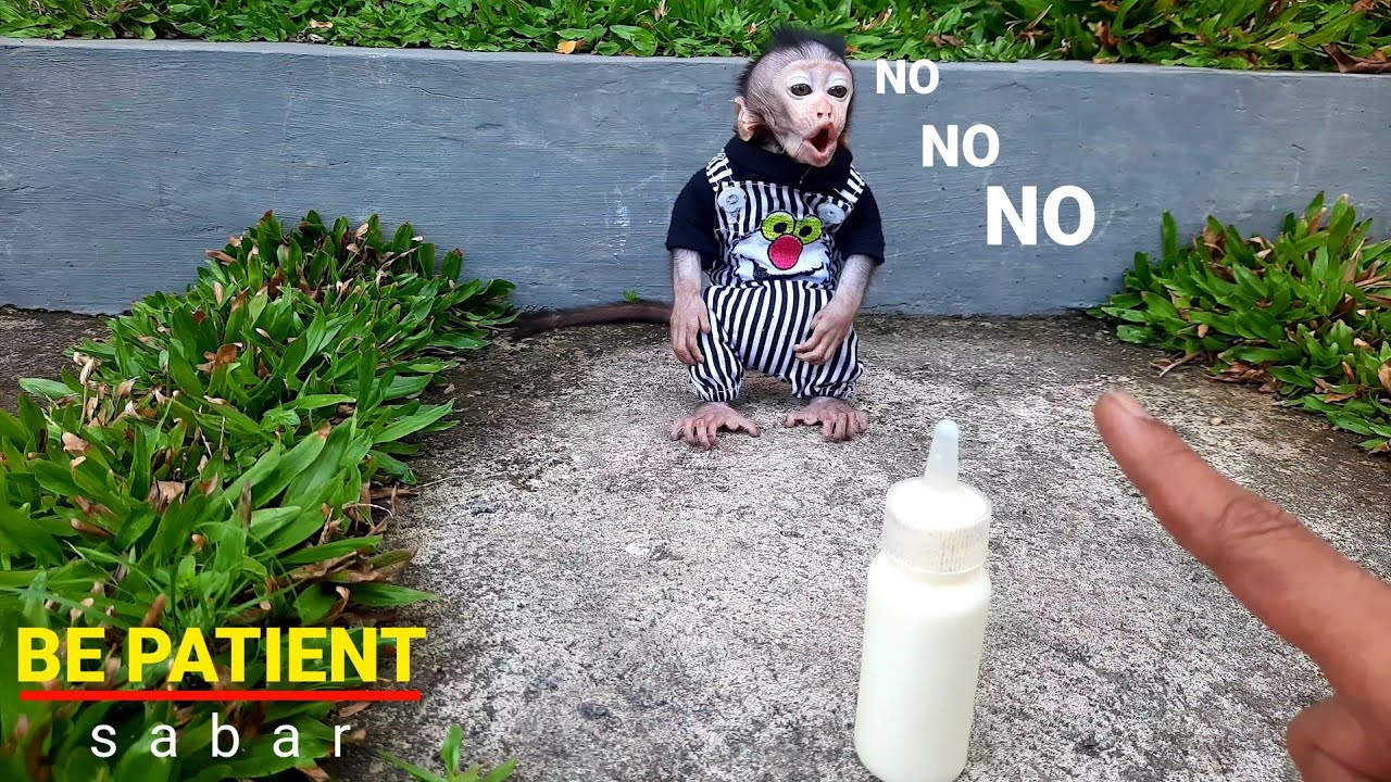 🤣🍼 милое и странное поведение детенышей обезьян