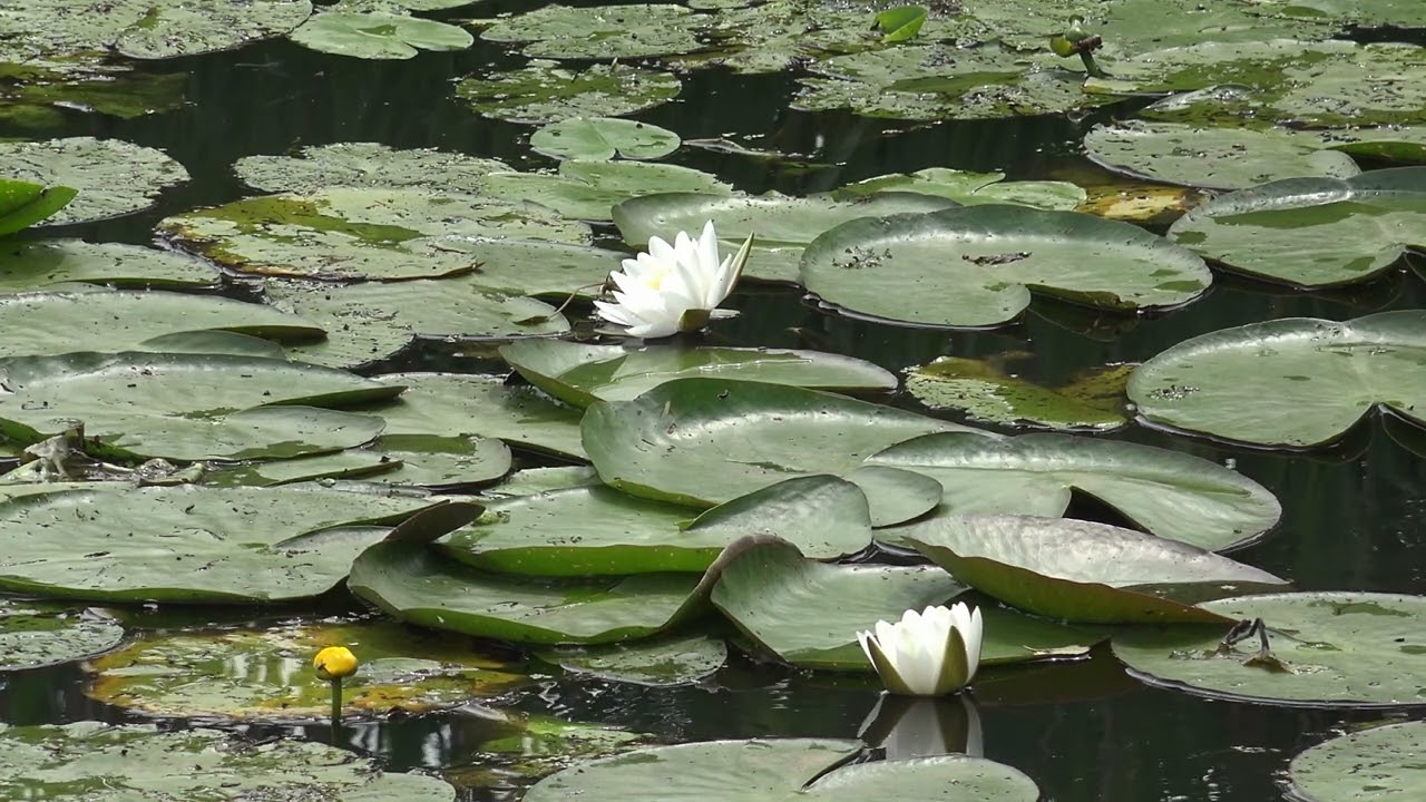 Sleeping On a Lilypad, Water Lilies with Nature Sounds for Sleeping