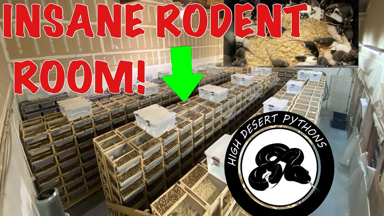 Rodent Breeder Facility Tour! High Desert Pythons