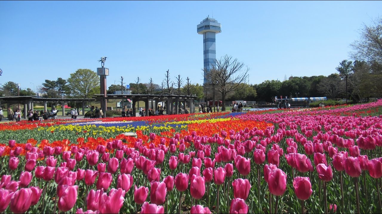 木曽三川公園チュウリップと平田靭負ロード