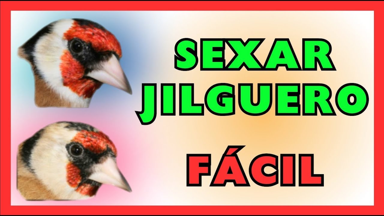 DIFERENCIA ENTRE MACHO Y HEMBRA DE JILGUERO  SEXAR JILGUERO 🔬🔍 CARDELLINO GOLDFINCH CHARDONNERET♀️