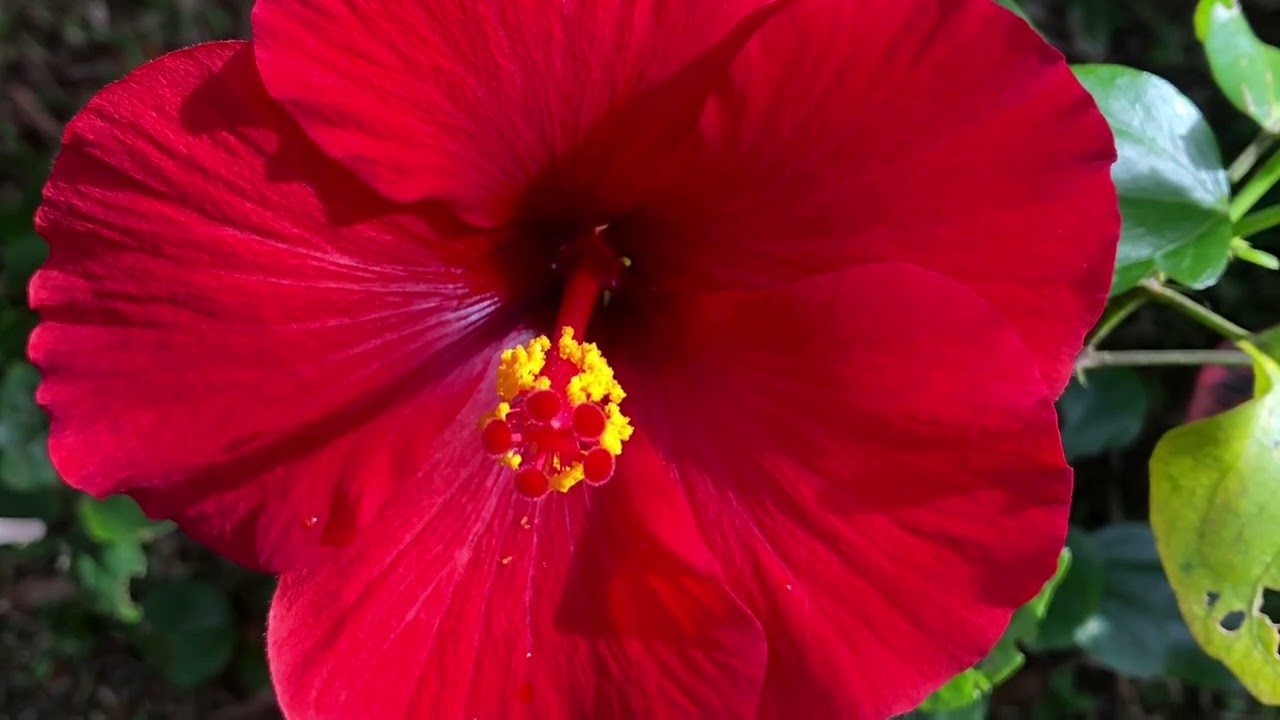 jardin Réunion 974