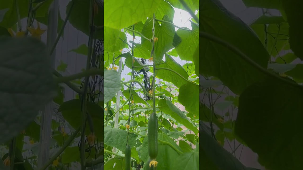 Salad Cucumber farming🥒☘️(MULTISTAR RZ F1)#AgriHUB#farming #agriculture #cucumber