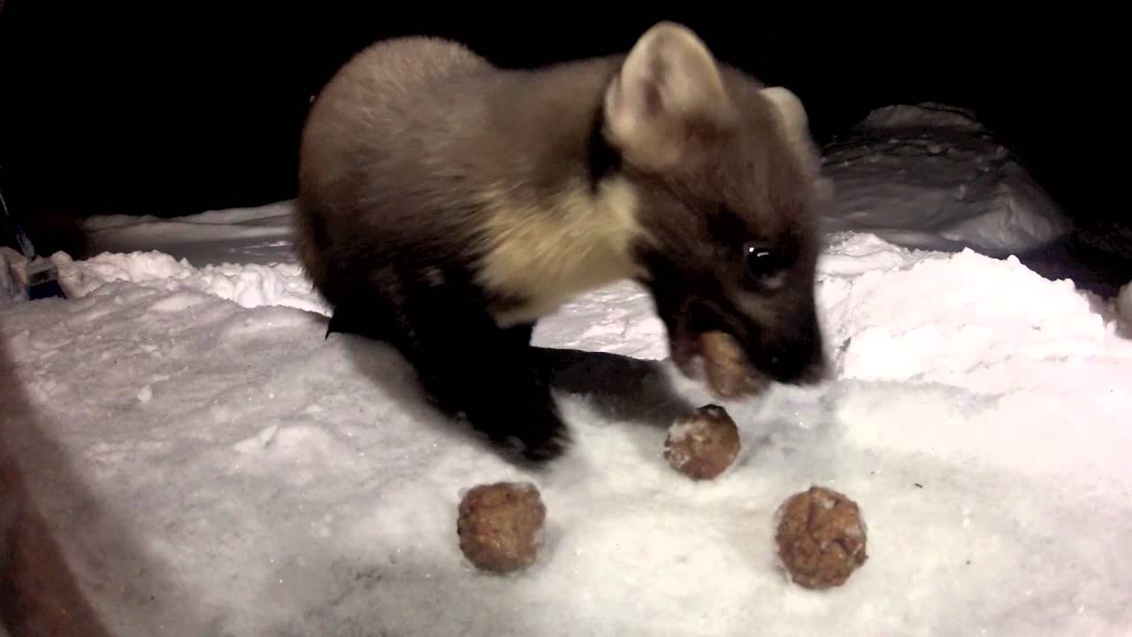 Mården och köttbullen 3