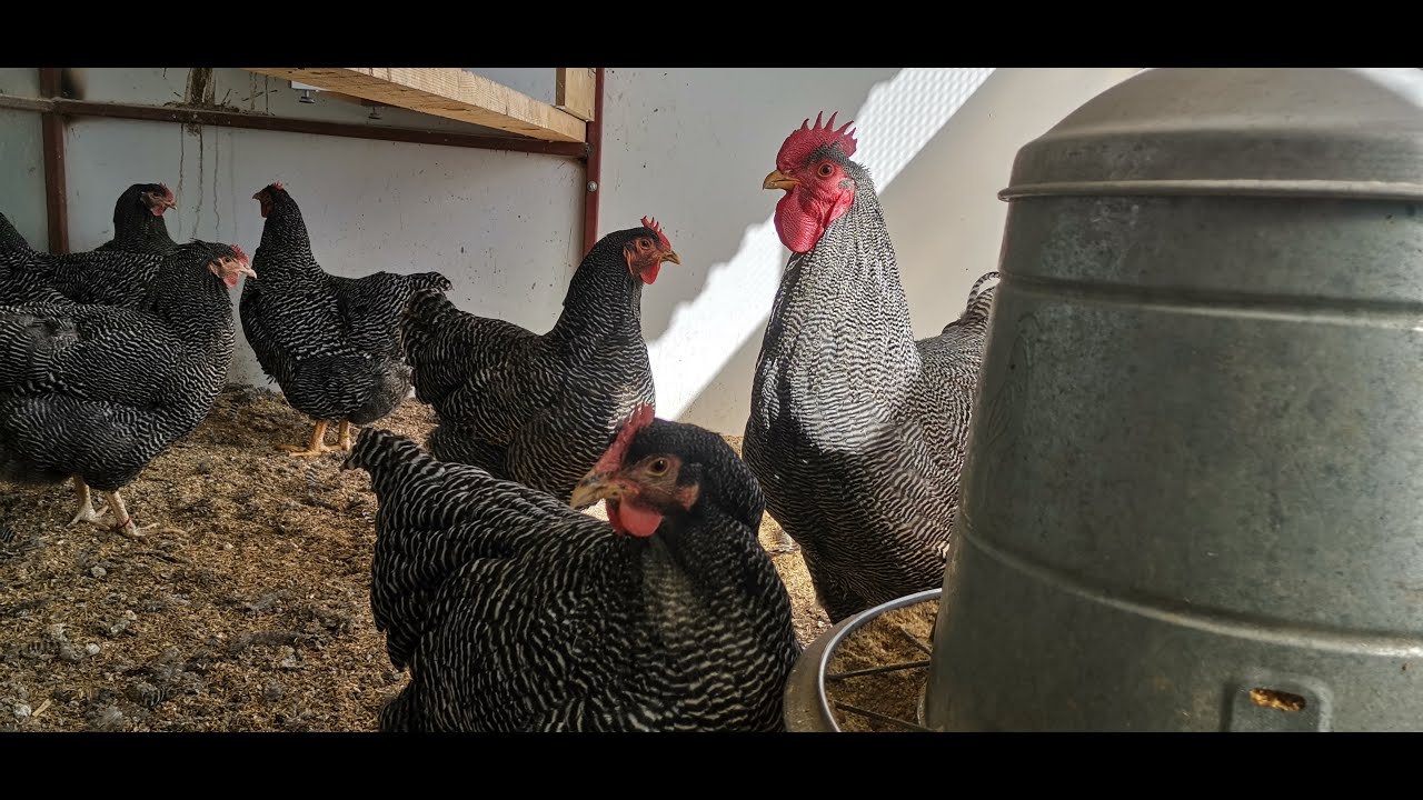 Bu ırk Hem Süs Tavuğu Hem yumurta Tavuğu /Barred Rock Pleymont Hakkında Kısa Bilgi/Yumurta Makinesi