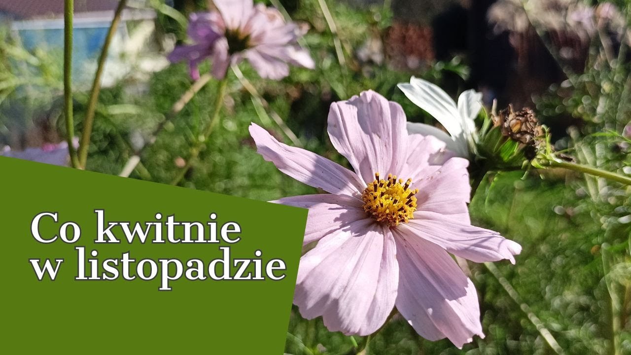CO KWITNIE W LISTOPADZIE. KLIMATY JESIENI