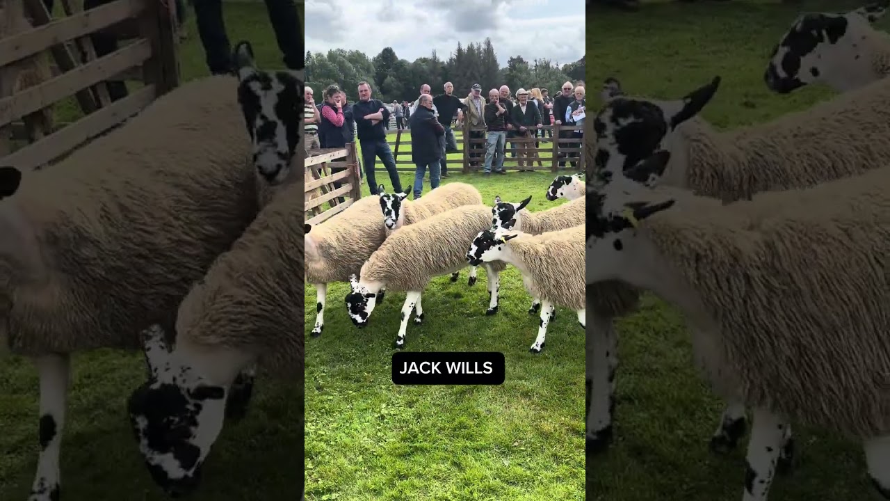 Alston Show 2025 