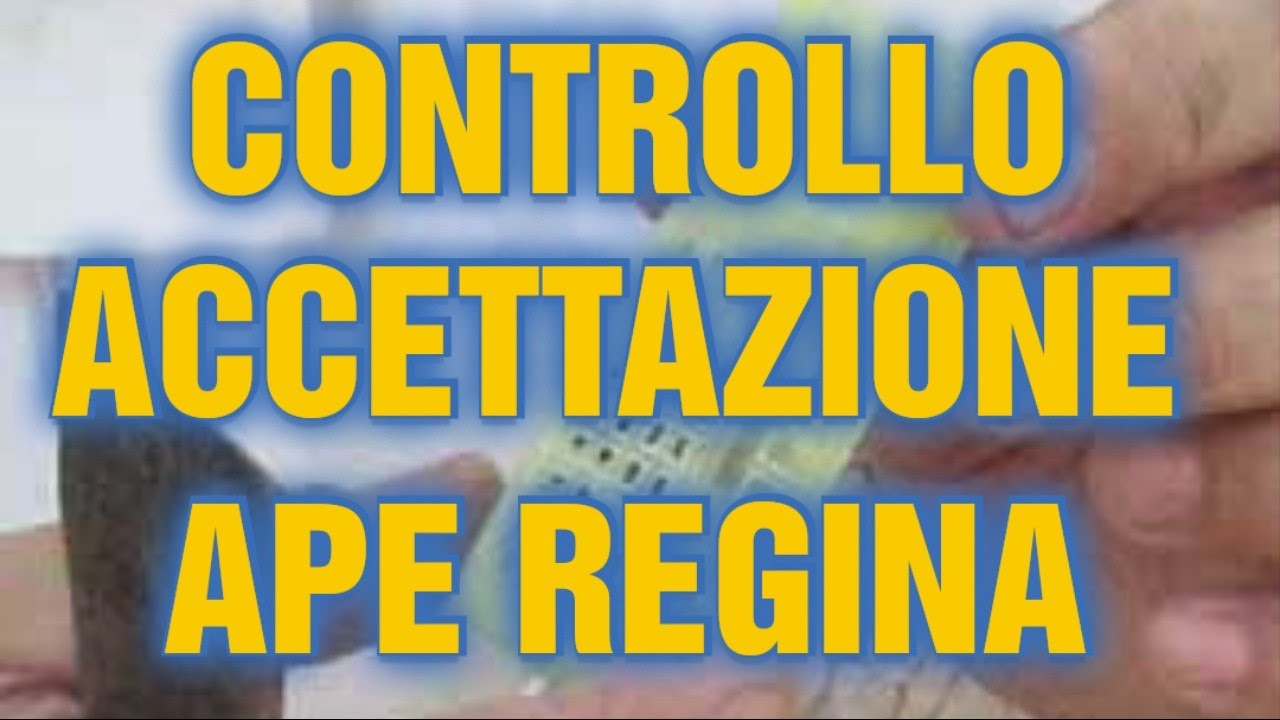 Apicoltura CD: Sostituzione della regina senza precauzioni, ha avuto successo??
